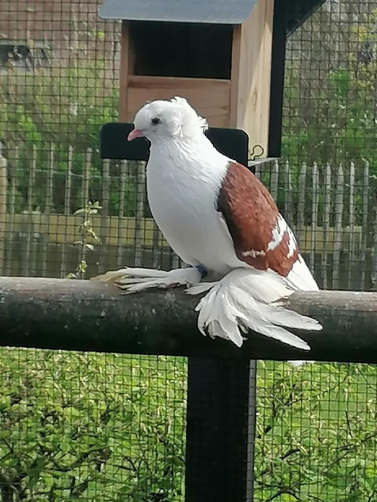Pigeons blasons saxons 3 pièces, Animaux & Accessoires, Oiseaux | Pigeons
