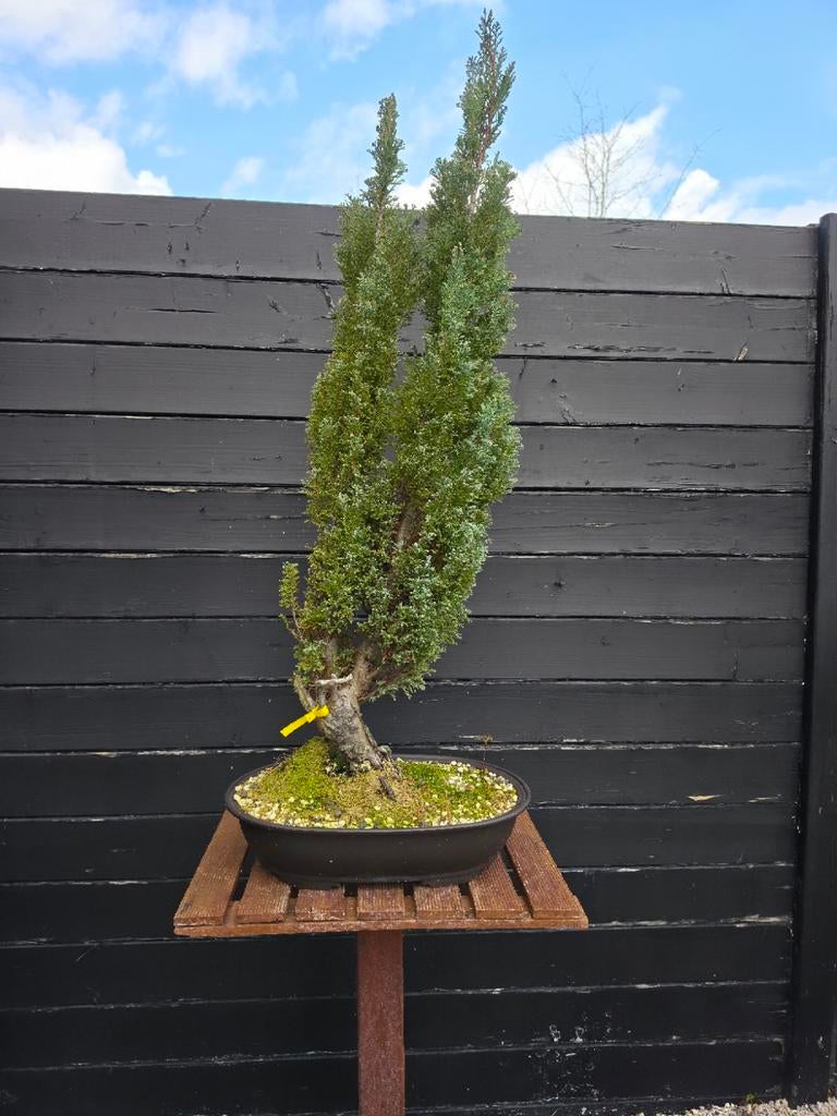 Lawson cipres pre bonsai (startmateriaal), Tuin en Terras, Ophalen of Verzenden