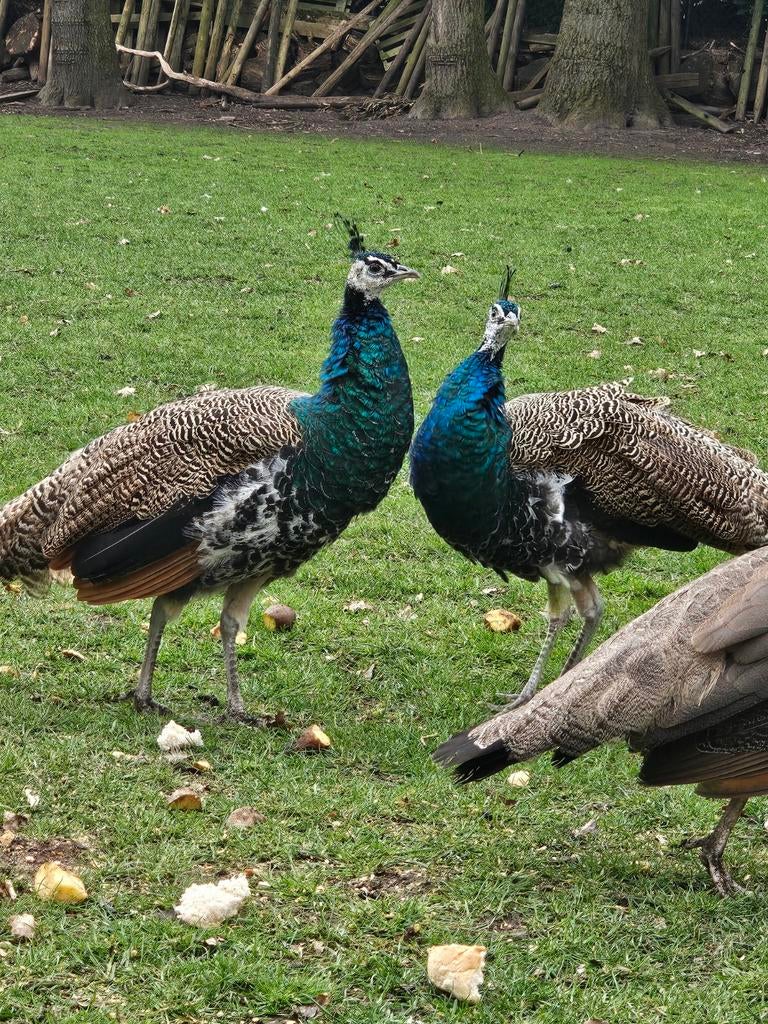 Mannelijke gekruiste gelewiekte pauw van 2 jaar oud te koop, Dieren en Toebehoren, Pluimvee