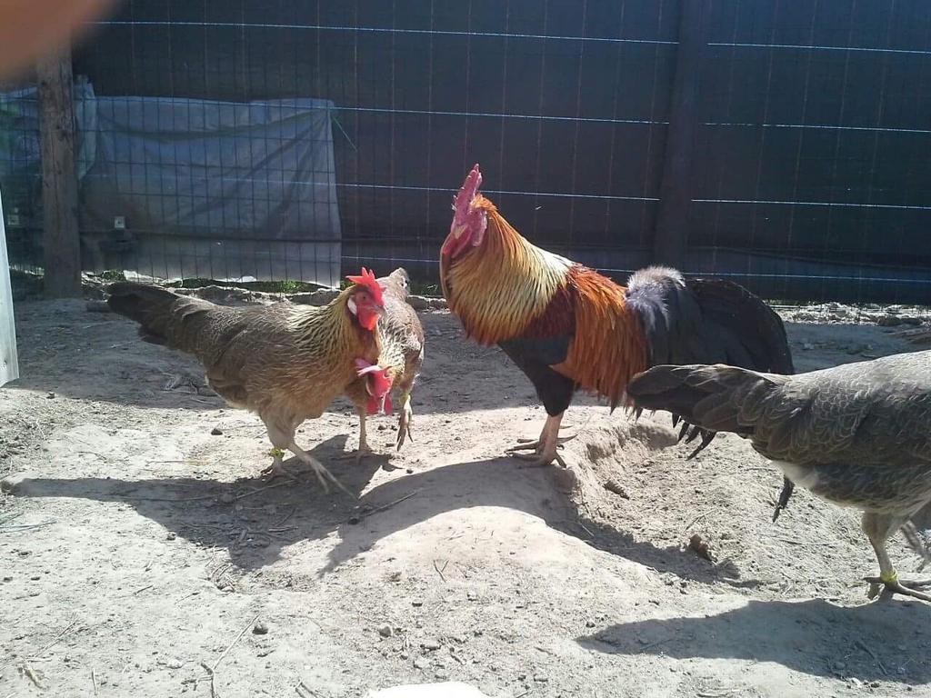 Perdrix dorée de Livourne, Animaux & Accessoires