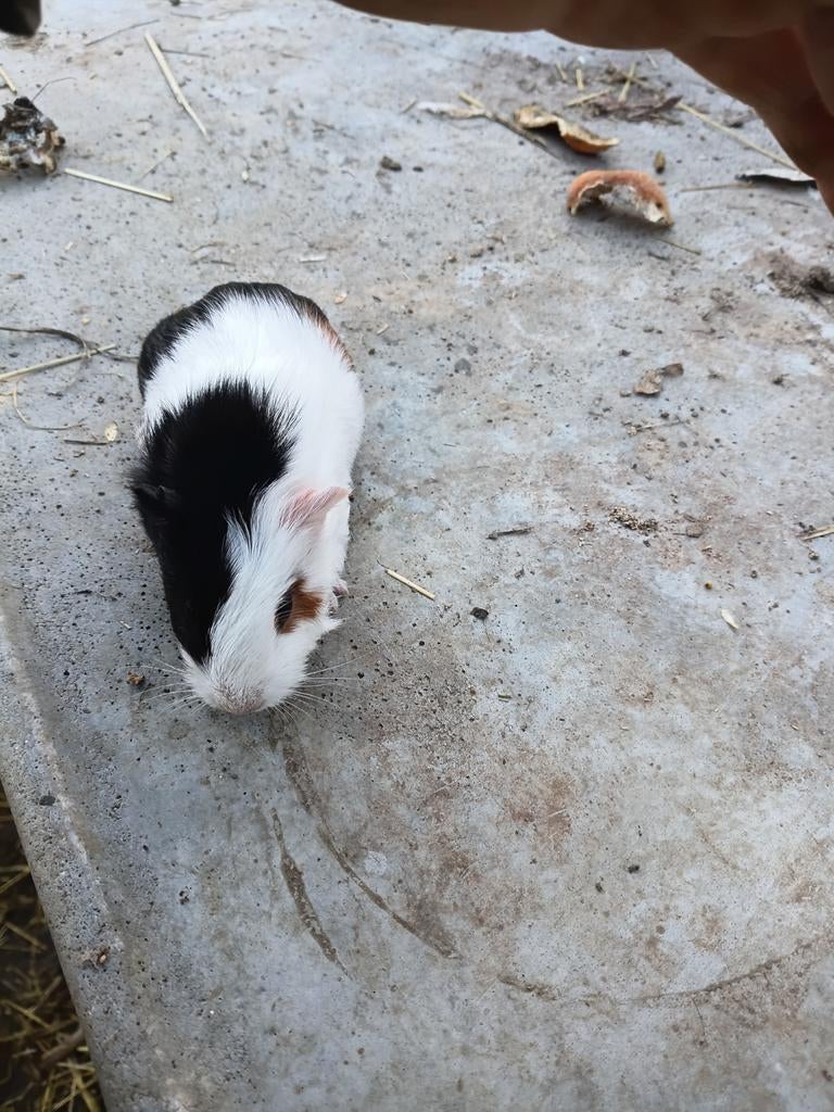 Cavia beer mannetje, Dieren en Toebehoren, Cavia, Februari, Mannelijk, Tam