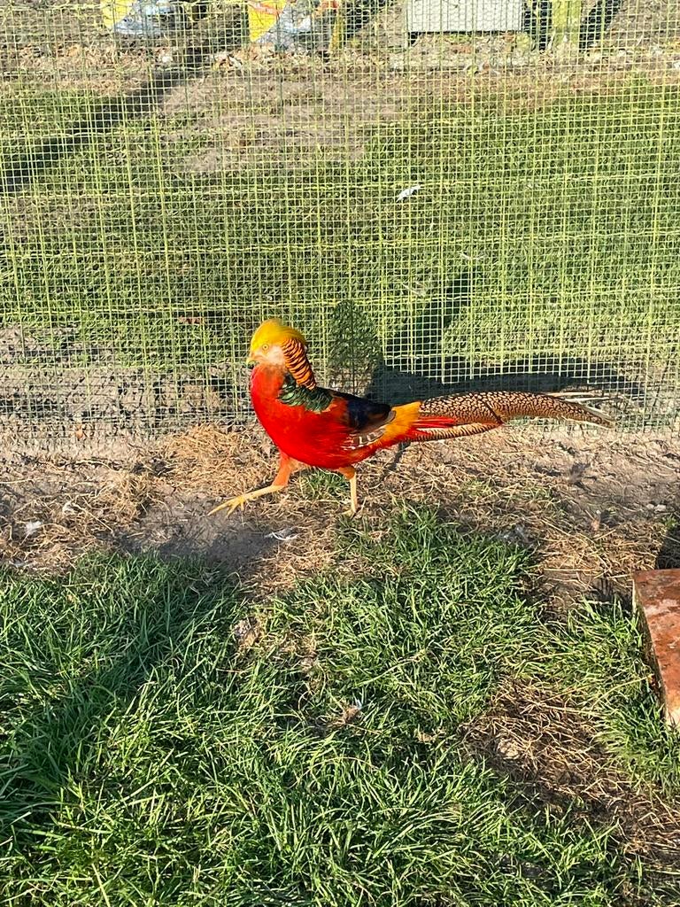 Goudfazant, Dieren en Toebehoren, Meerdere dieren, Overige soorten