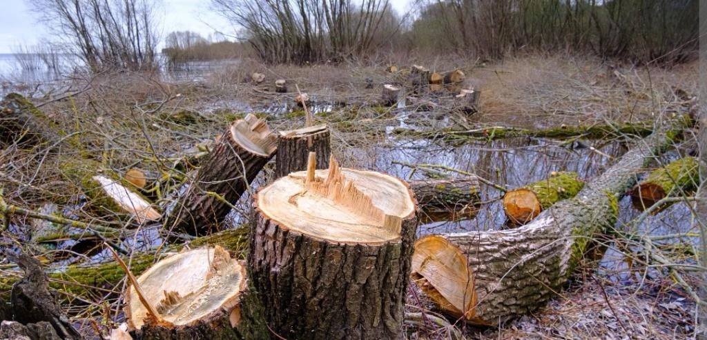 Gratis bomen zagen, Tuin en Terras, Brandhout, 3 tot 6 m³, Ophalen, Overige houtsoorten, Stammen