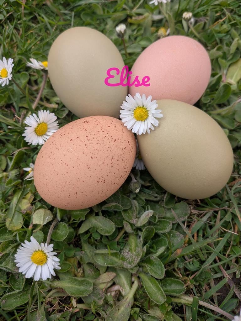 Broedeieren easter eggers kleurleggers olijfleggers kippen, Dieren en Toebehoren, Pluimvee, Kip