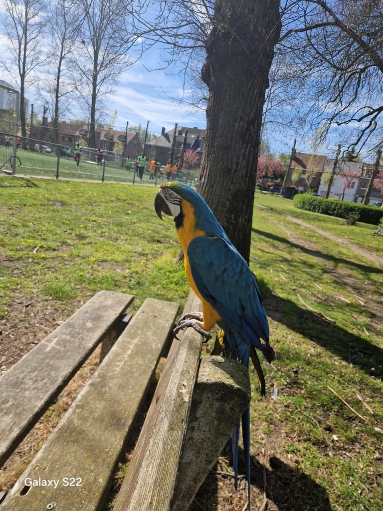 Papegaai te koop, 5 jaar oud, geslacht onbekend, tam, inclus, Geslacht onbekend, Papegaai, Tam