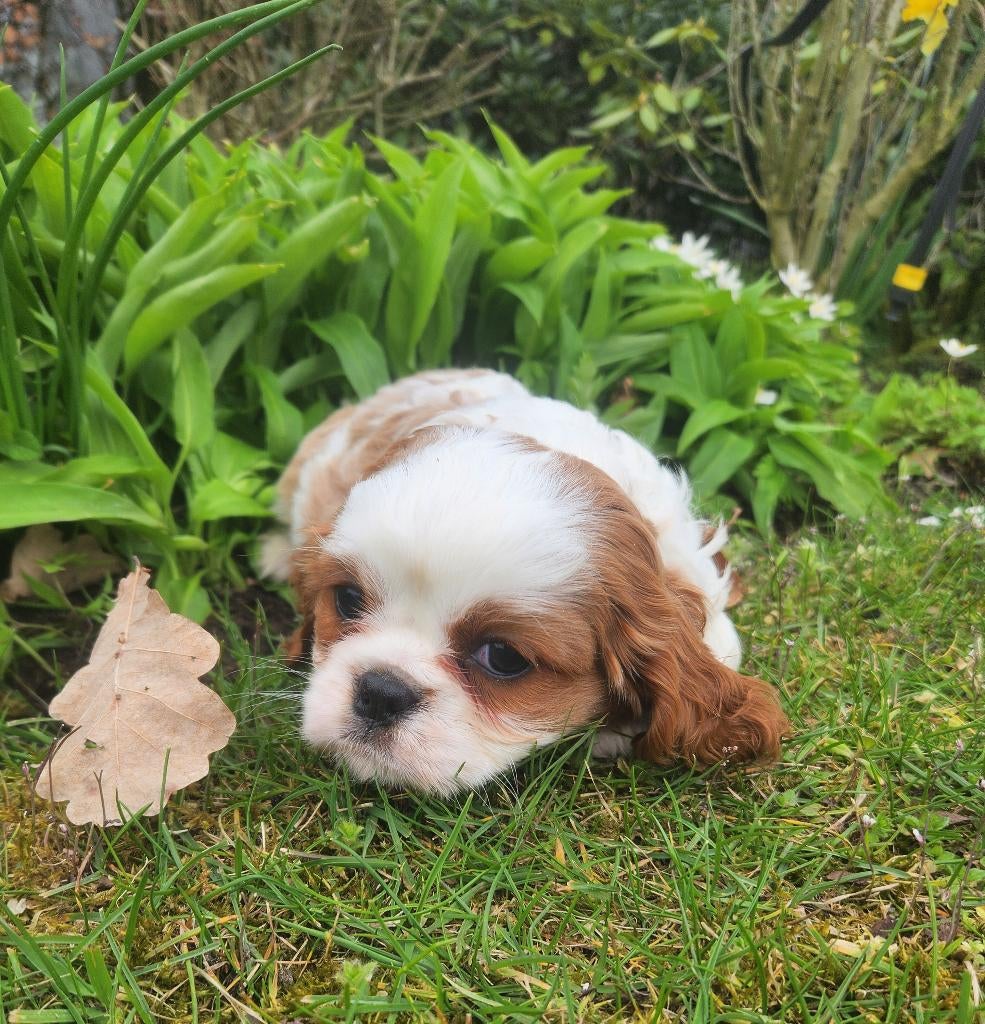 Cavalier king charles spaniel teefje, Animaux & Accessoires, Chiens | Retrievers, Épagneuls & Chiens d'eau, Chienne, Épagneul