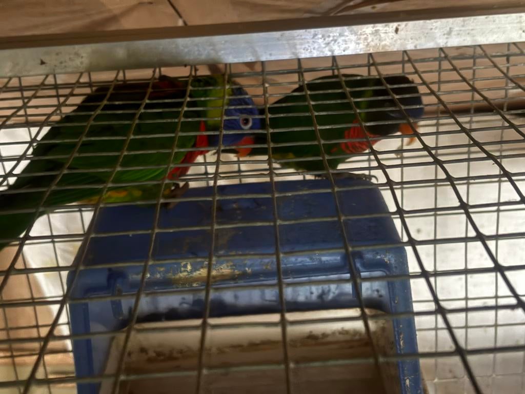 Couple de Lories, Mâle