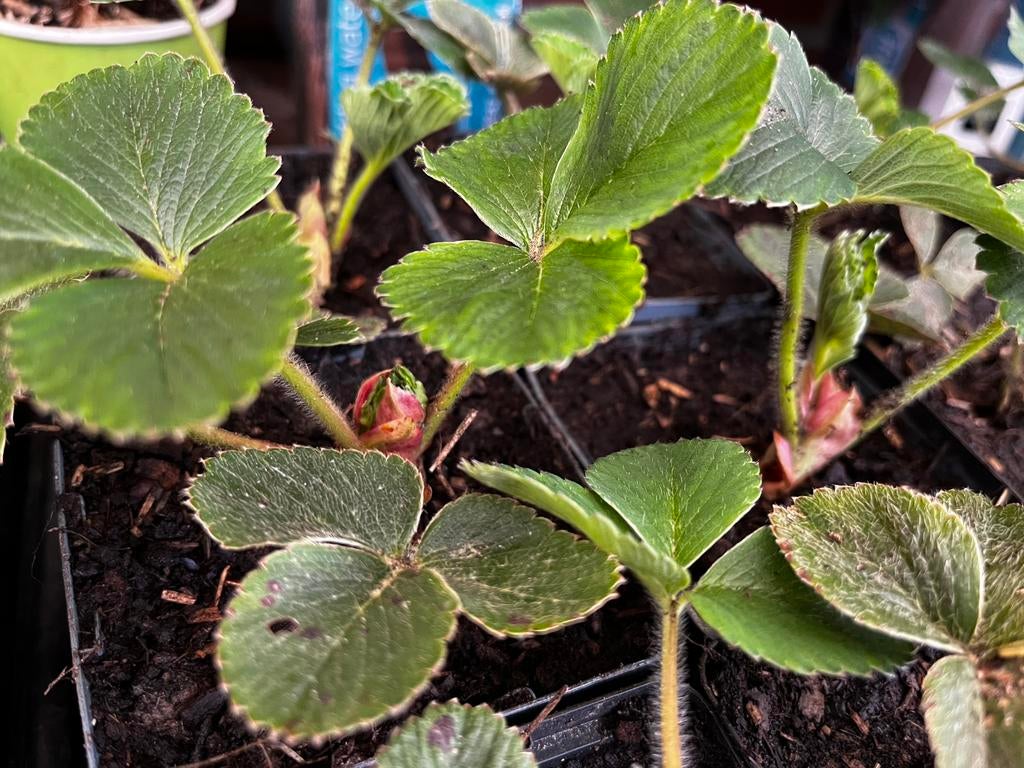 Des fraises fraîches de votre propre jardin? C'est  possible, Enlèvement ou Envoi, Été