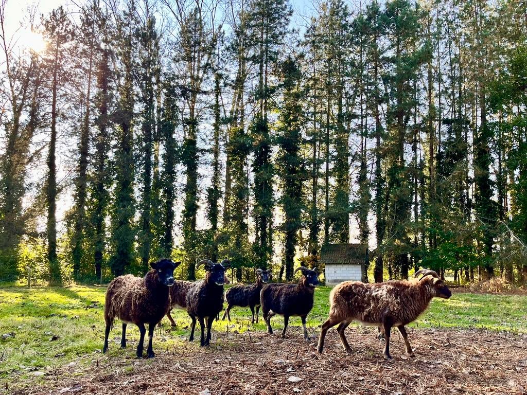 Soay schapen, 4 zwarte en 1 bruine, Dieren en Toebehoren, Vrouwelijk, Schaap, 3 tot 5 jaar