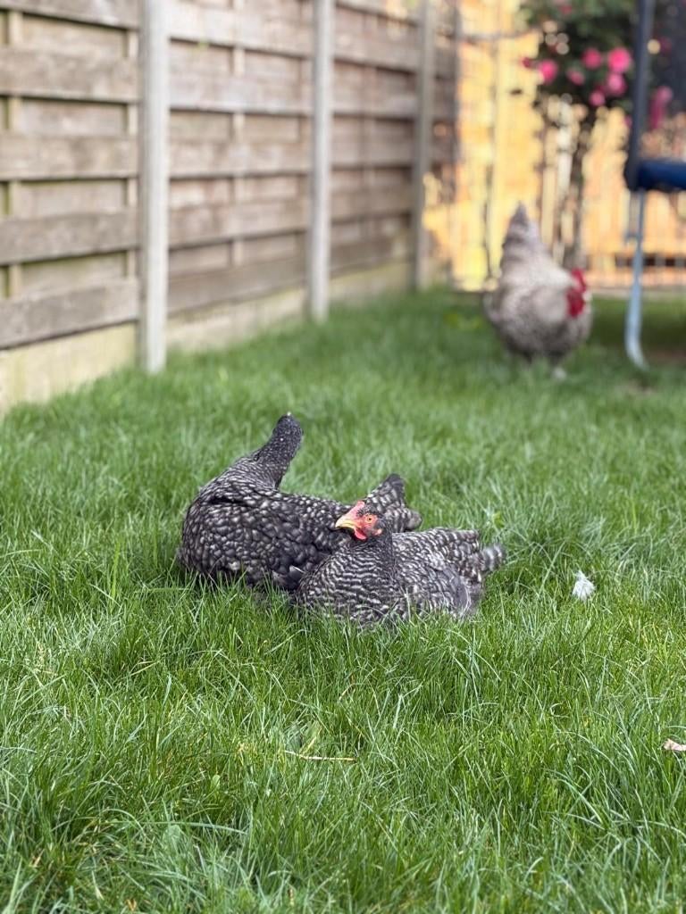 Kippen, Dieren en Toebehoren, Pluimvee