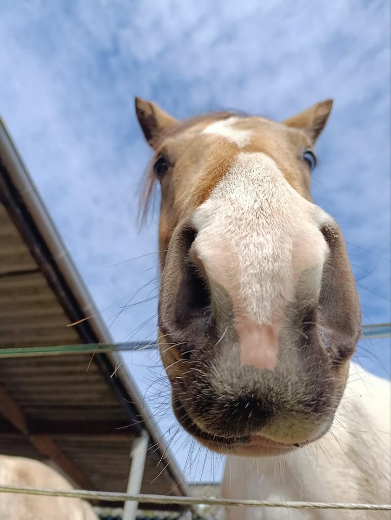 Bijrijder gezocht voor c pony ‼️WIJ WONEN IN GEEL‼️, Dieren en Toebehoren, Paarden, Merrie, Minder dan 160 cm, Niet van toepassing