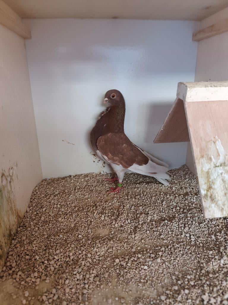 Figurita, Mâle, Autres espèces