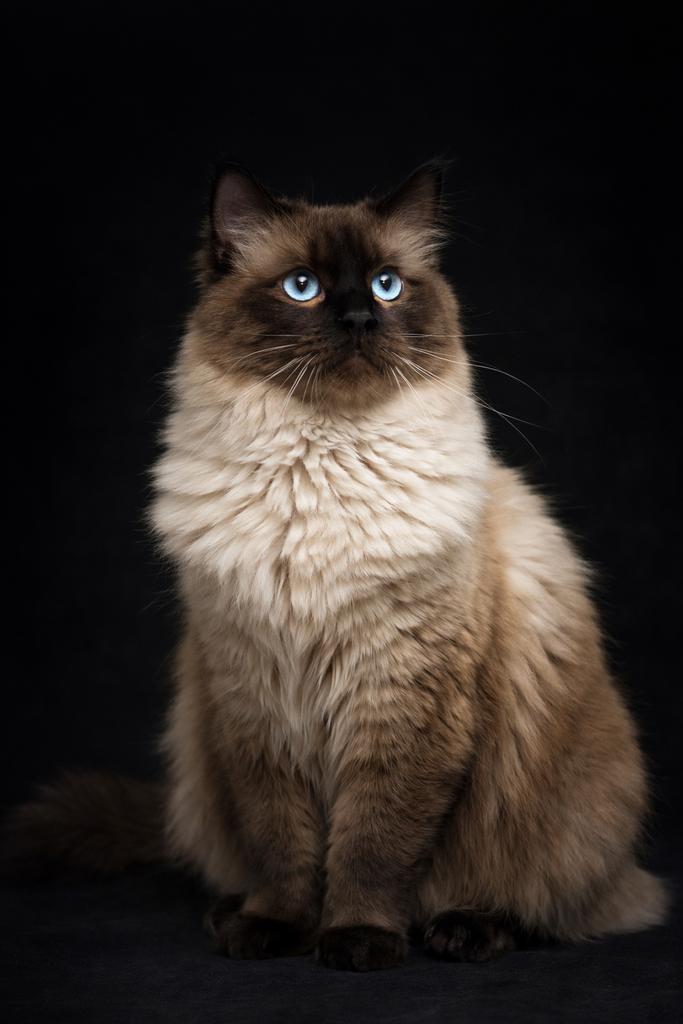 Ragdoll dekkater seal mink (niet te koop), Animaux & Accessoires, 0 à 2 ans
