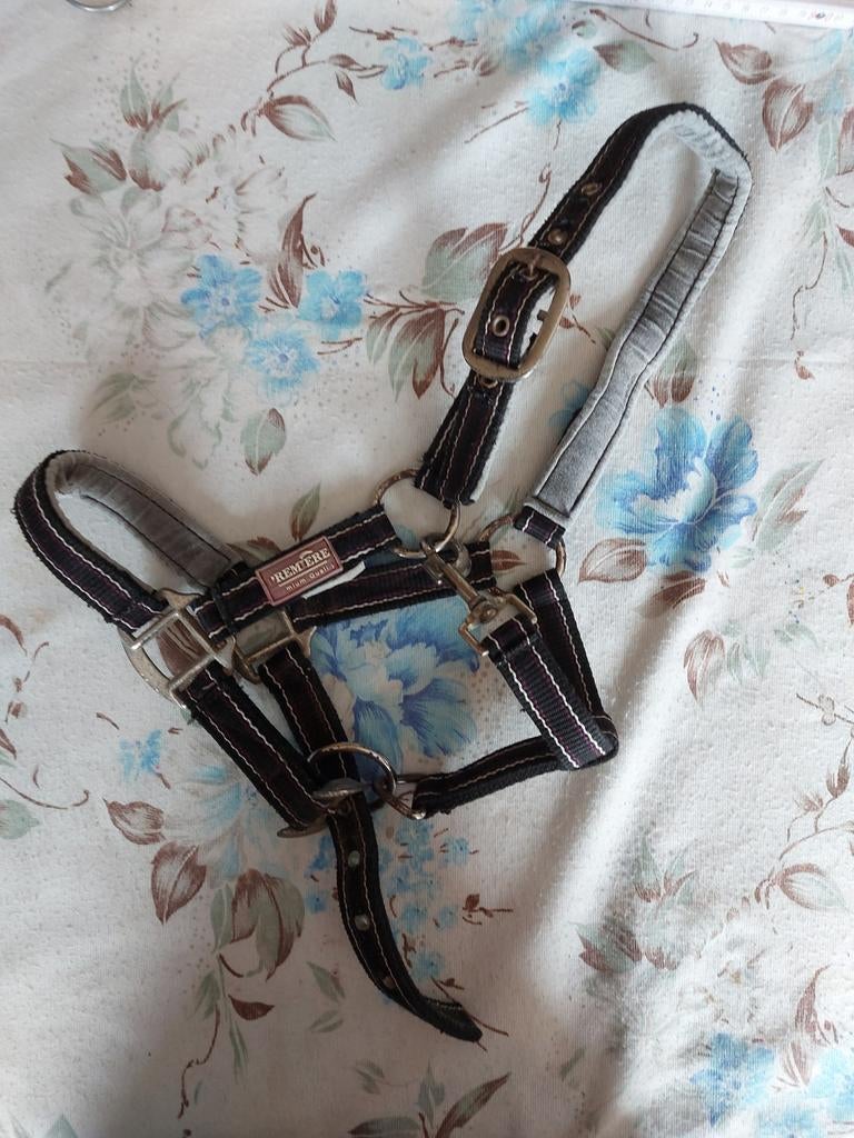 Licol shetland, Enlèvement ou Envoi