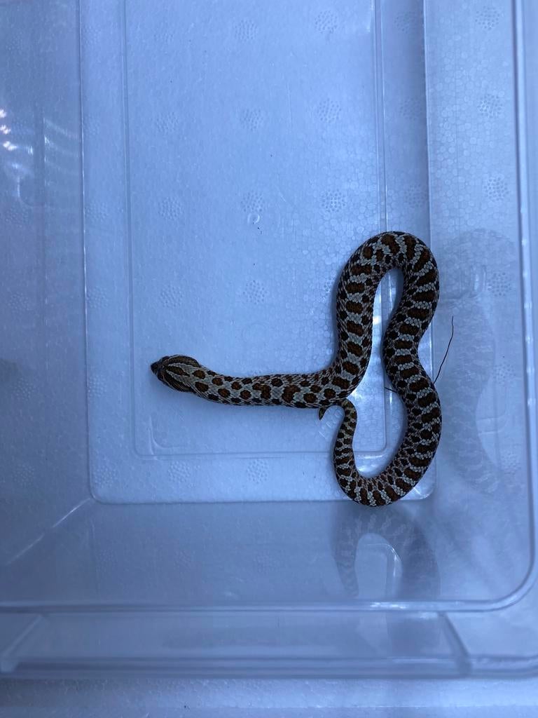 3.2 het stormcloud 50% albino, Dieren en Toebehoren, Reptielen en Amfibieën, Slang, Tam, 0 tot 2 jaar