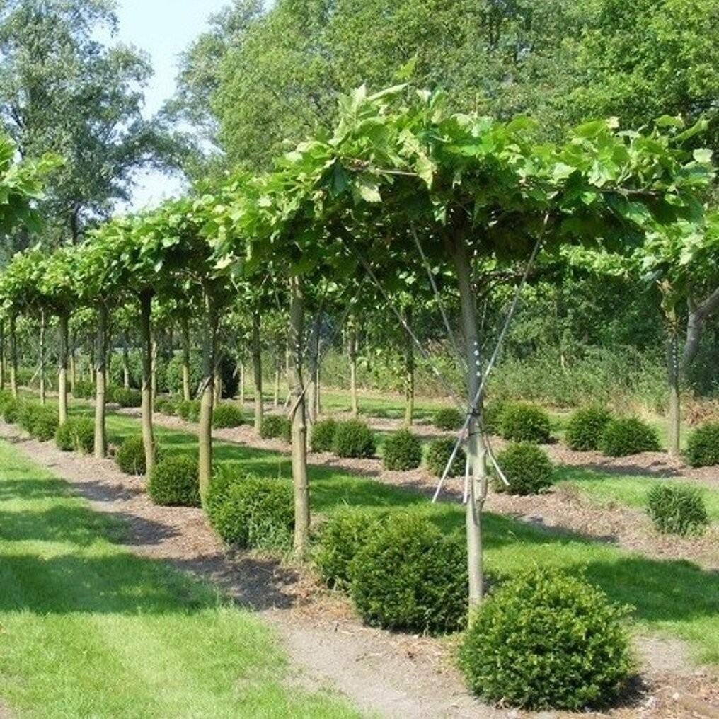 Dak plataan stam 18/20  (platanus hispanica), Tuin en Terras, Ophalen