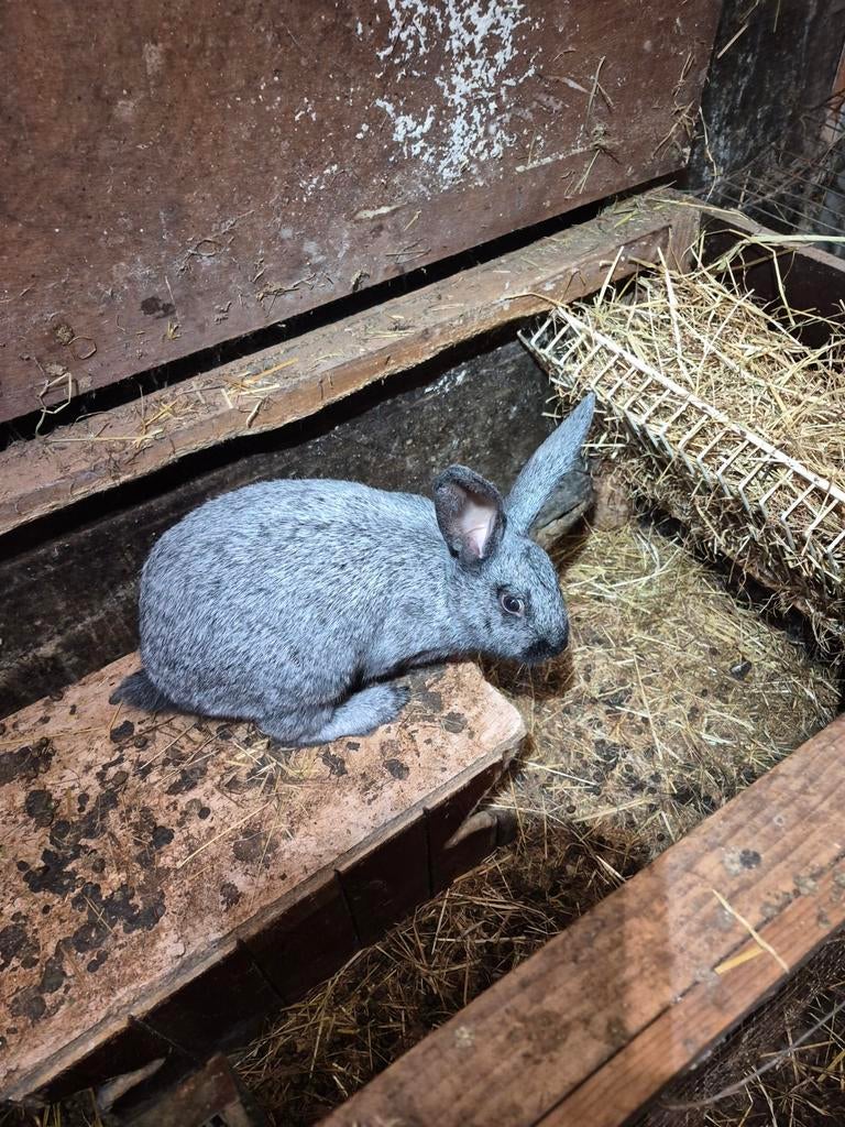 Trois infirmières belges en argent prêtes à grandir, Animaux & Accessoires