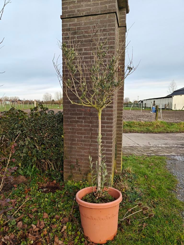 Olijfboom, Tuin en Terras, Ophalen, Olijfboom