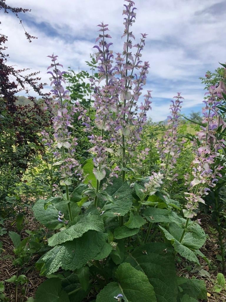 Salvia sclarea, muskaatsalie, salvia, Ophalen