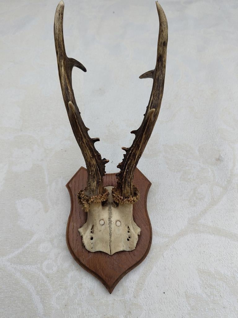 Ree kopje op hout, Ophalen