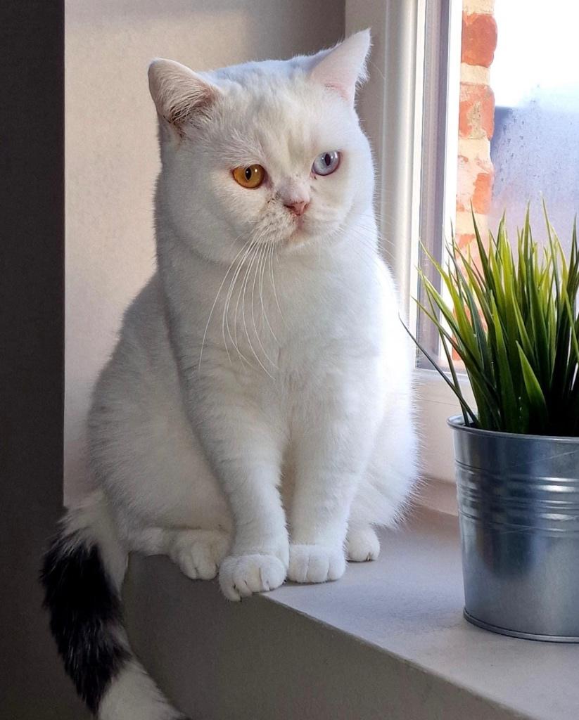 Dekkater Britse korthaar NIET TE KOOP, 3 tot 5 jaar