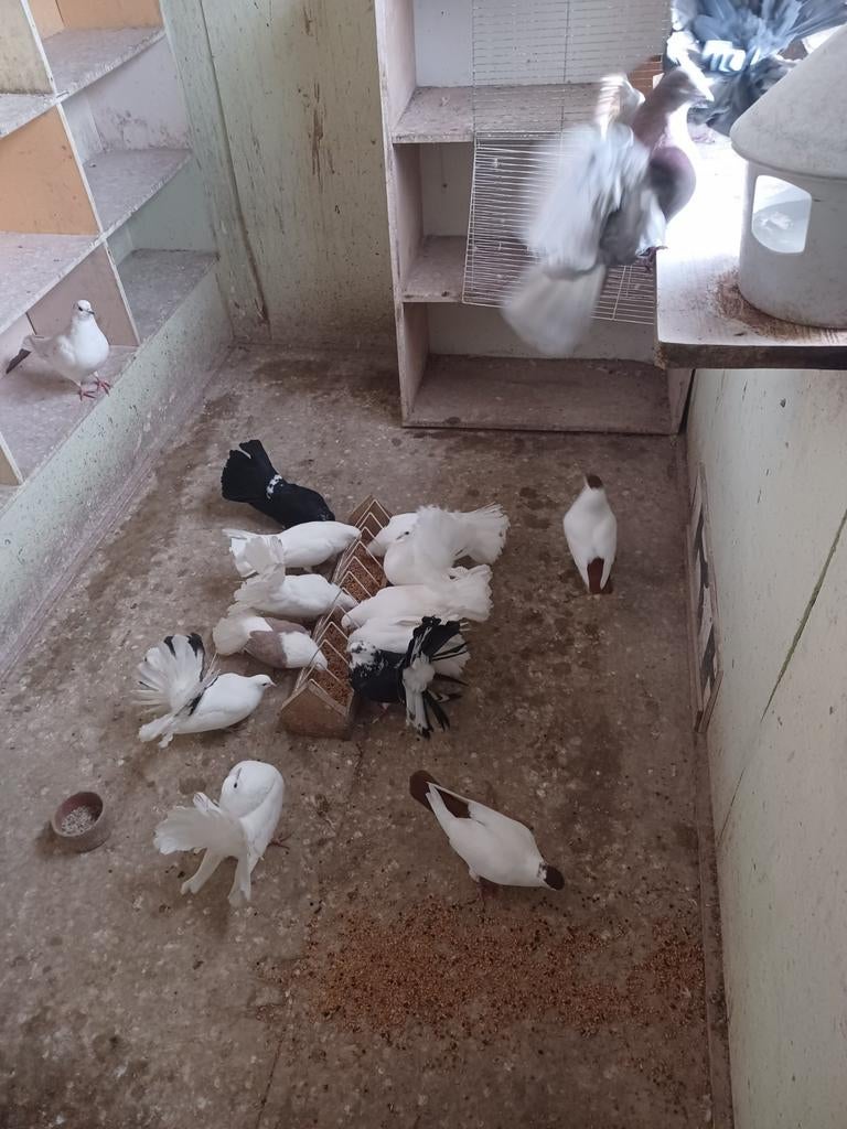 Sierduiven: Pauwstaarten en Amerikaanse pauwstaarten