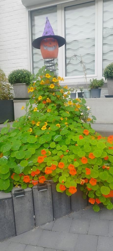 Grain de Capucine grimpante, Enlèvement, Printemps, En pot
