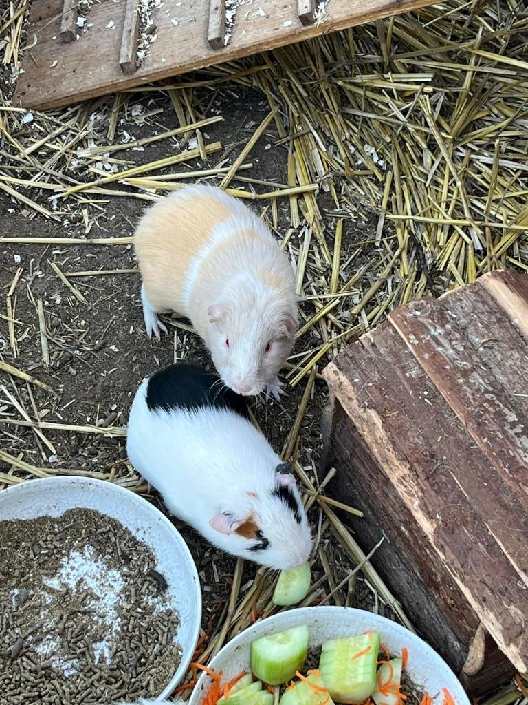 Cavia beertjes, Augustus, Mannelijk, Cavia