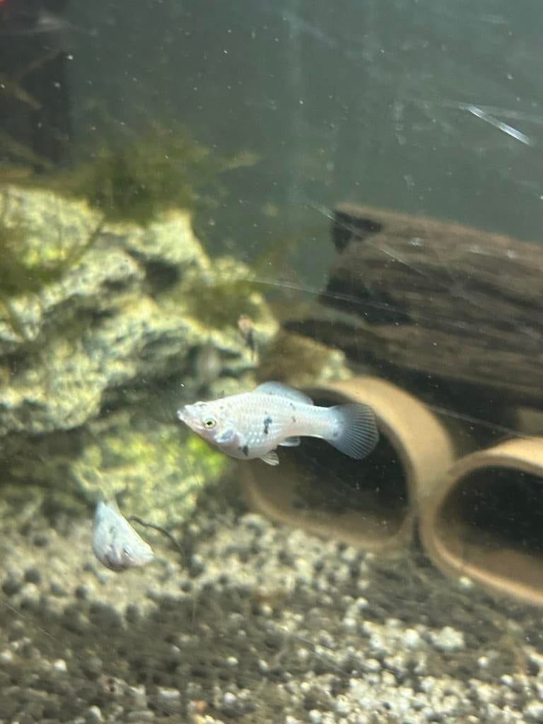 Jonge ballon molly, Vis, Zoetwatervis, Schoolvis