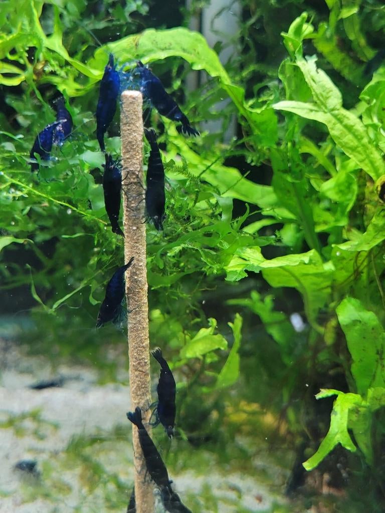 Hobbyaquarium  Blue dream garnalen, Dieren en Toebehoren, Vissen | Aquariumvissen, Kreeft, Krab of Garnaal, Zoetwatervis, Schoolvis