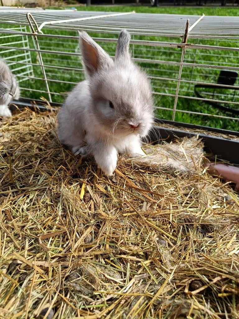 Lapins Angora Anglais, Plusieurs animaux, Taille moyenne, 0 à 2 ans