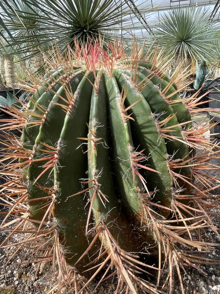 Ferro cactus, Ophalen, Minder dan 100 cm, In pot, Cactus