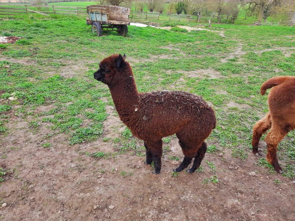 Étalon en alpaga noir, Animaux & Accessoires, Animaux Autre, Août, Mâle