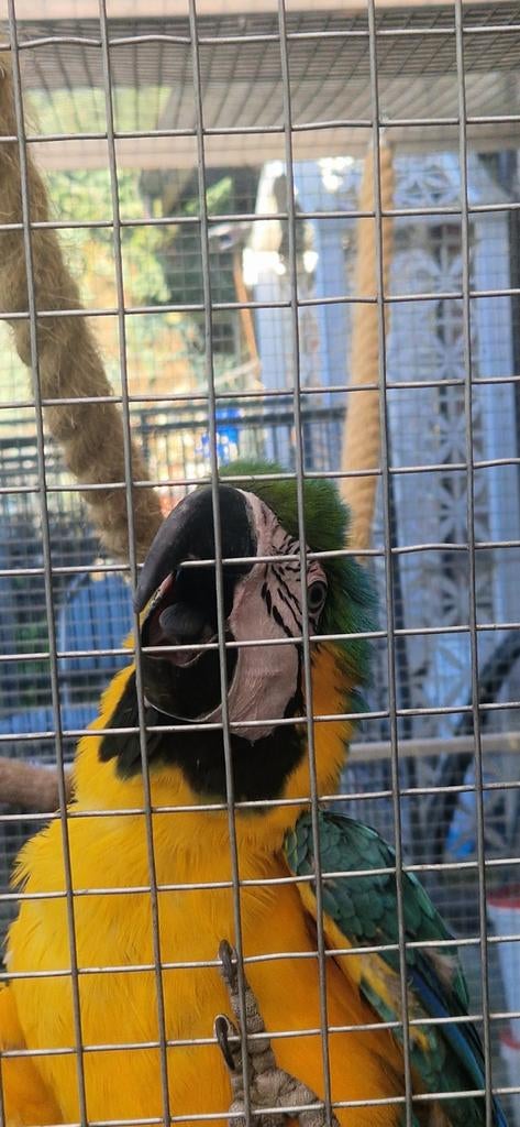 Paire d'araunas, Animaux & Accessoires, Oiseaux | Perruches & Perroquets, Perroquet, Plusieurs animaux, Domestique, Bagué