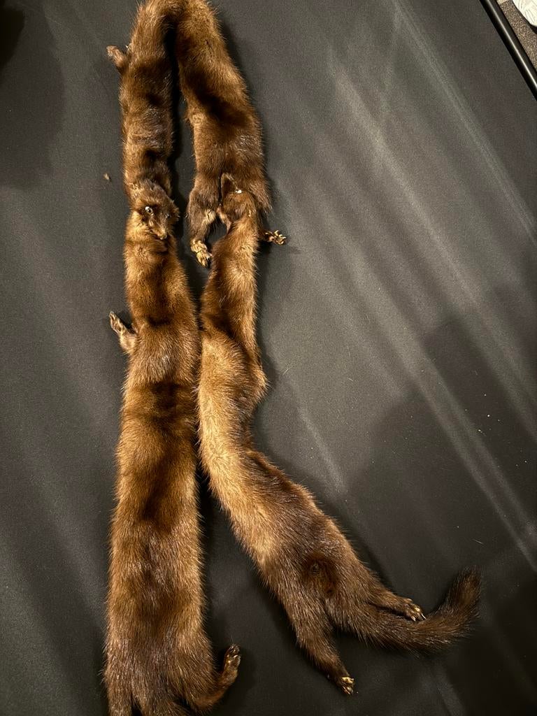 Origineel nerts bont, Kleding | Dames, Mutsen, Sjaals en Handschoenen, Ophalen of Verzenden, Zo goed als nieuw