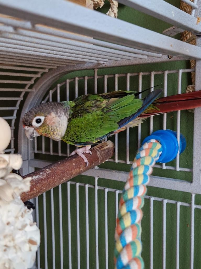 Pyrrhua zoekt nieuwe thuis/ volière, Dieren en Toebehoren, Vogels | Parkieten en Papegaaien, Parkiet, Mannelijk, Geringd