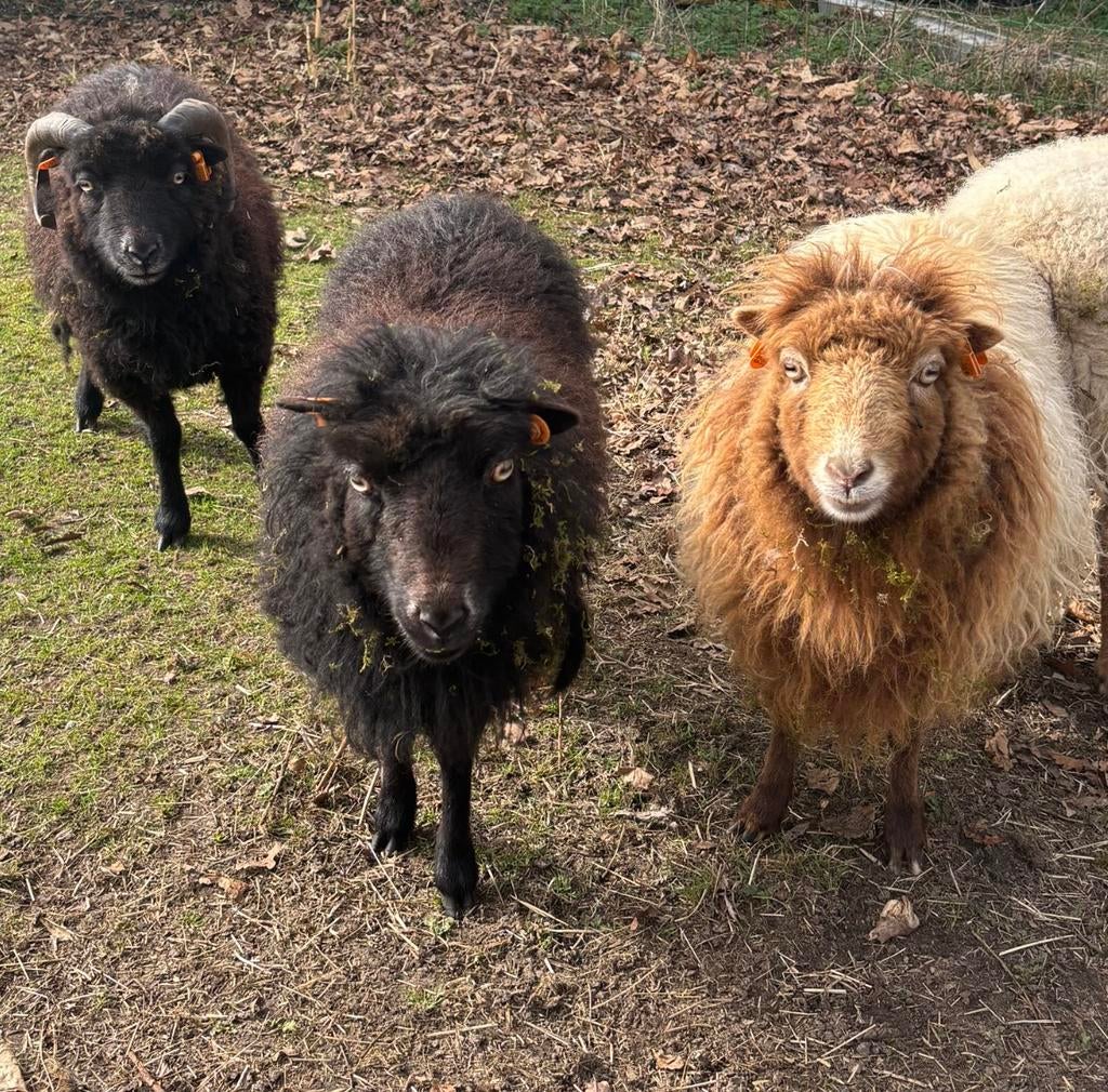 Ouessant schapen te koop, Dieren en Toebehoren, Schapen, Geiten en Varkens
