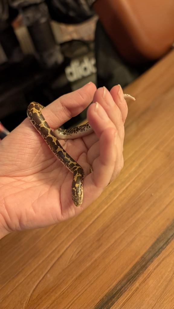 Zandboa, Dieren en Toebehoren, Slang, Tam, 0 tot 2 jaar