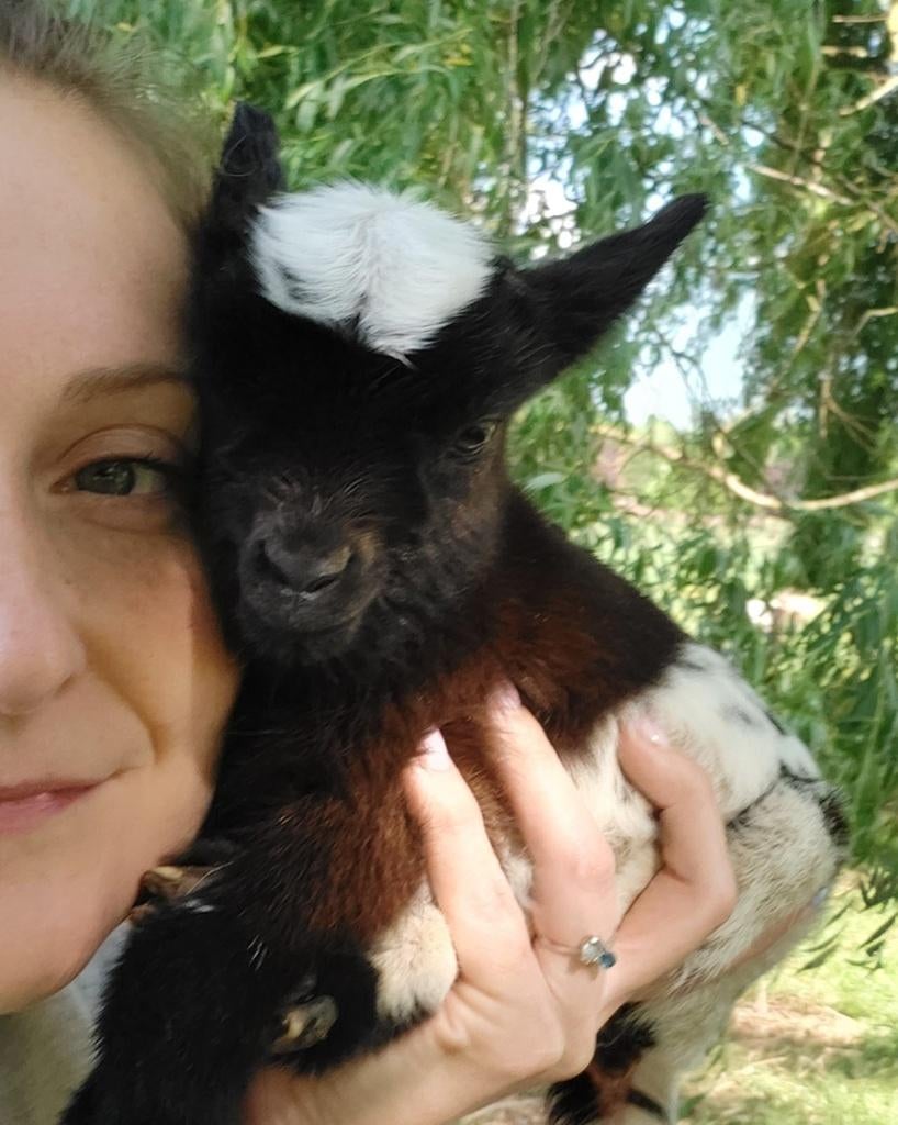 Chèvres miniature et toy, Dieren en Toebehoren, Overige Dieren, Februari, Meerdere dieren