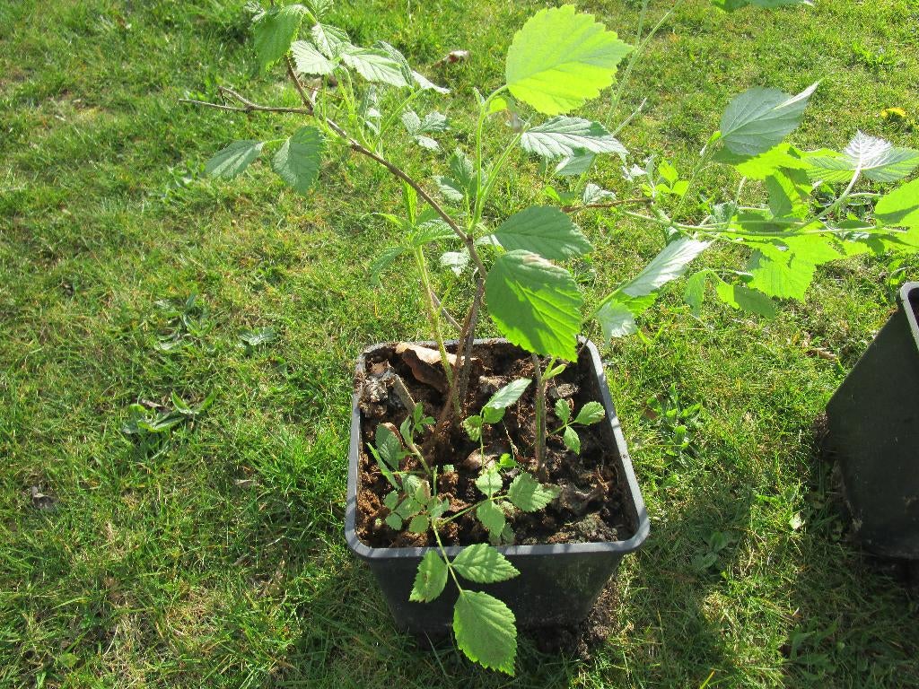 Frambozen planten, Tuin en Terras, Planten | Tuinplanten, Ophalen, Vaste plant, Halfschaduw, Zomer