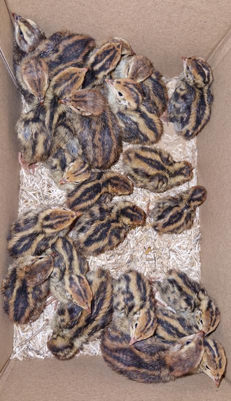 Japanse kwartel kuikens (Jumbo), Dieren en Toebehoren, Pluimvee, Geslacht onbekend