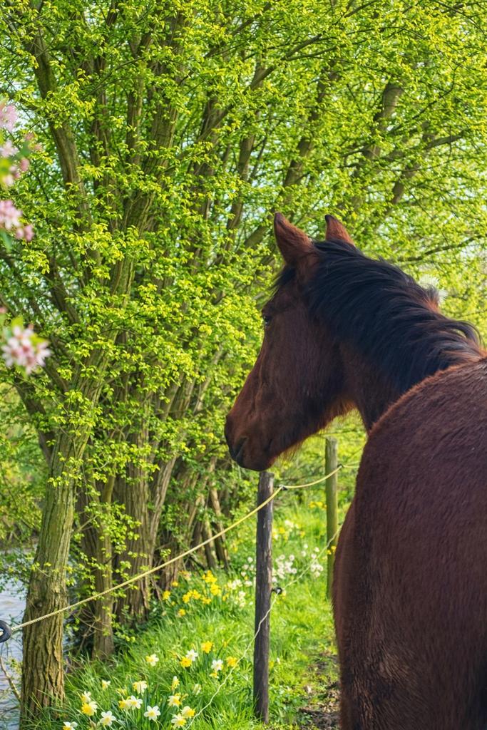 Gezocht!: weide te huur, Pâturage, 2 ou 3 chevaux ou poneys