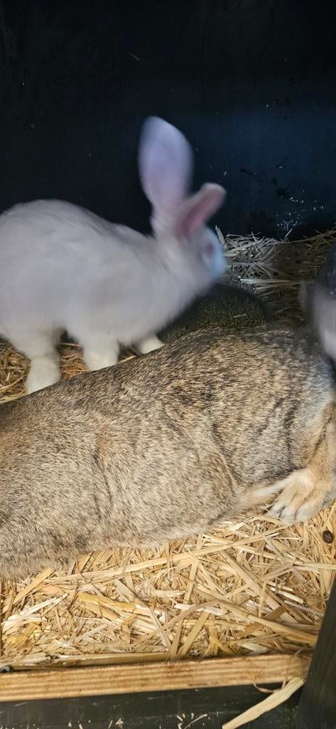 2 witte vlaamse reus voedsters voor 50 euro samen