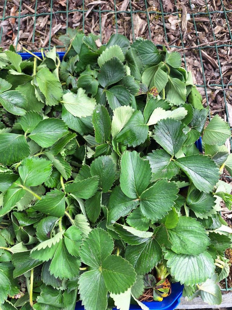 plantes fraises, Enlèvement