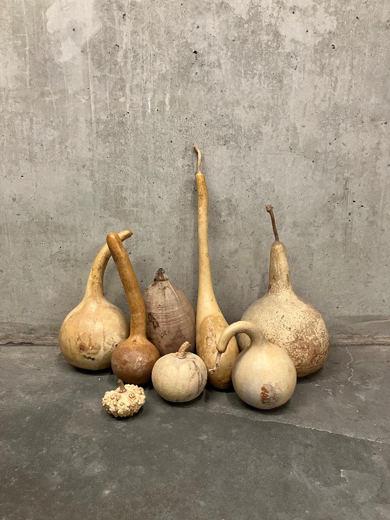 verzameling gedroogde kalebassen één pompoen & één kokosnoot, Enlèvement ou Envoi, Matériau naturel, Autres types, Beige