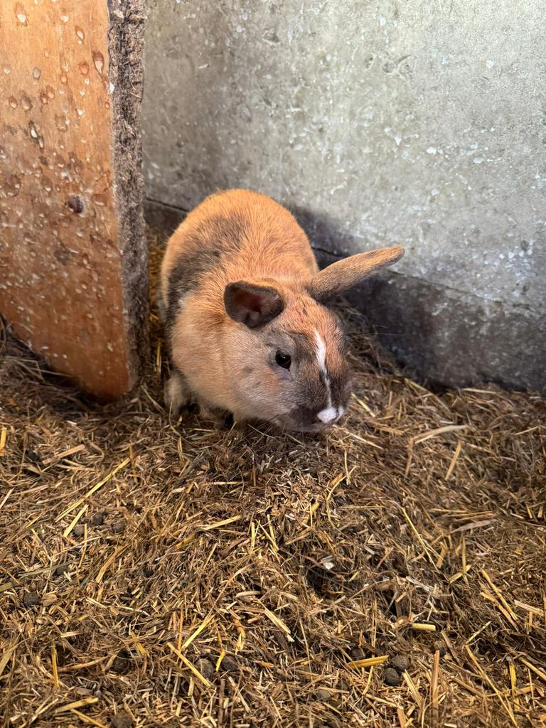 Jeune lapin nain, Animaux & Accessoires, Mâle, Nain, 0 à 2 ans