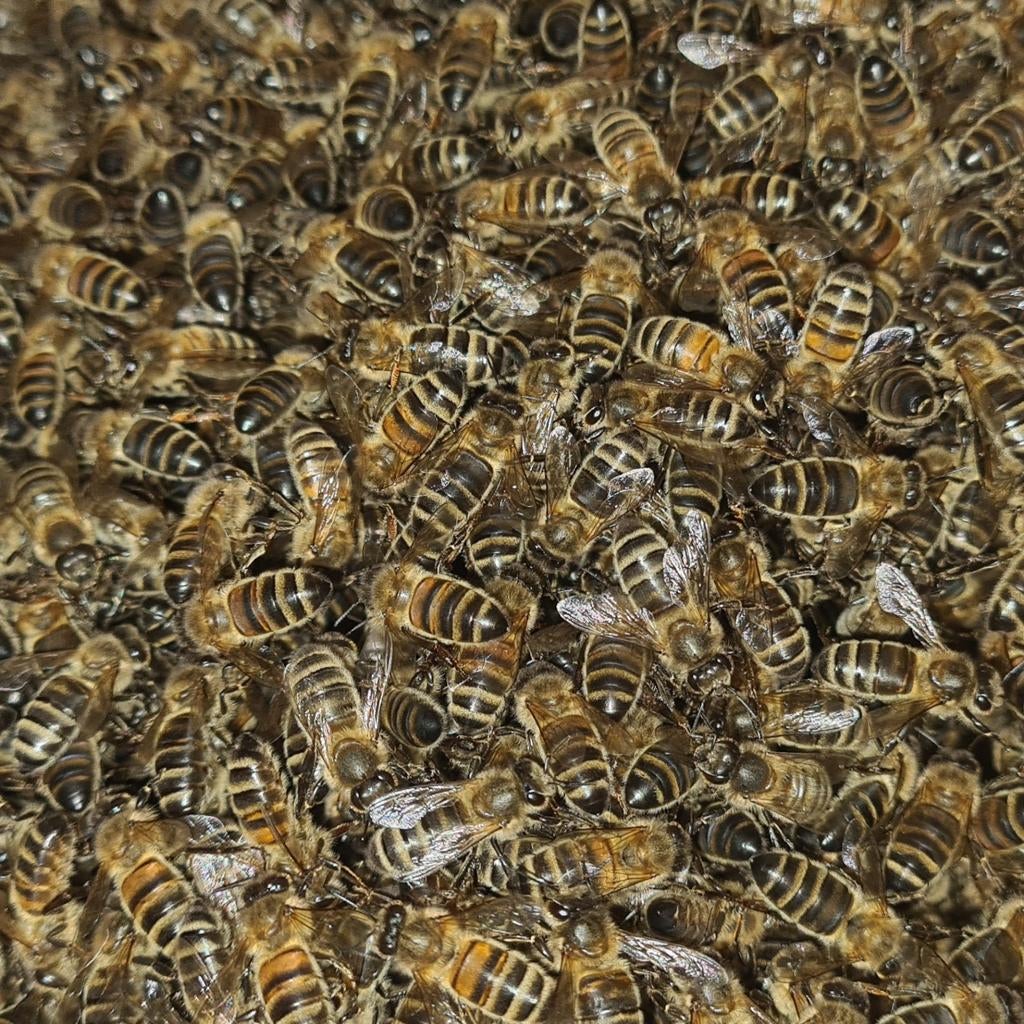 Sterke bijenvolken op 6 ramen simplex, Dieren en Toebehoren