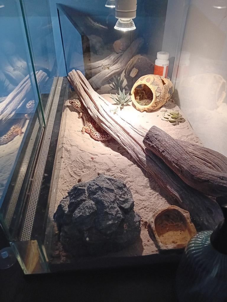 Terrarium te koop  60 cm, Dieren en Toebehoren, Ophalen, Zo goed als nieuw, Terrarium of Paludarium