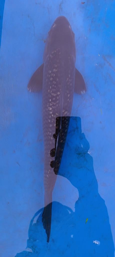 Japanse Koi, Dieren en Toebehoren