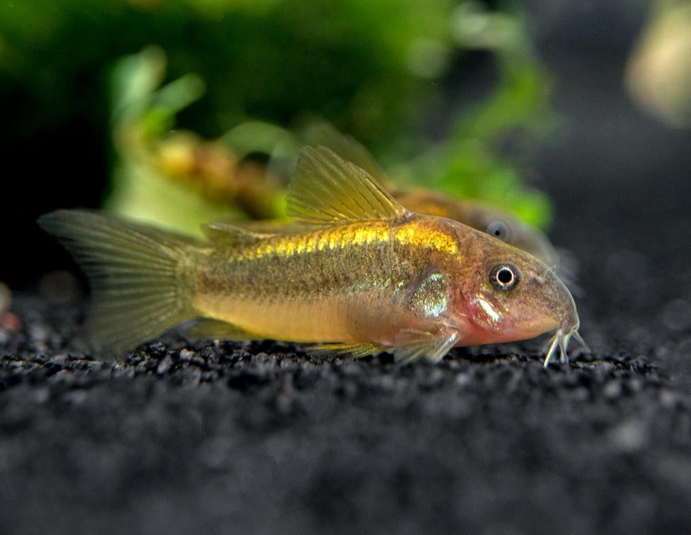 Corydoras Goldline 3/4 cm, Poisson, Poisson d'eau douce, Banc de poissons